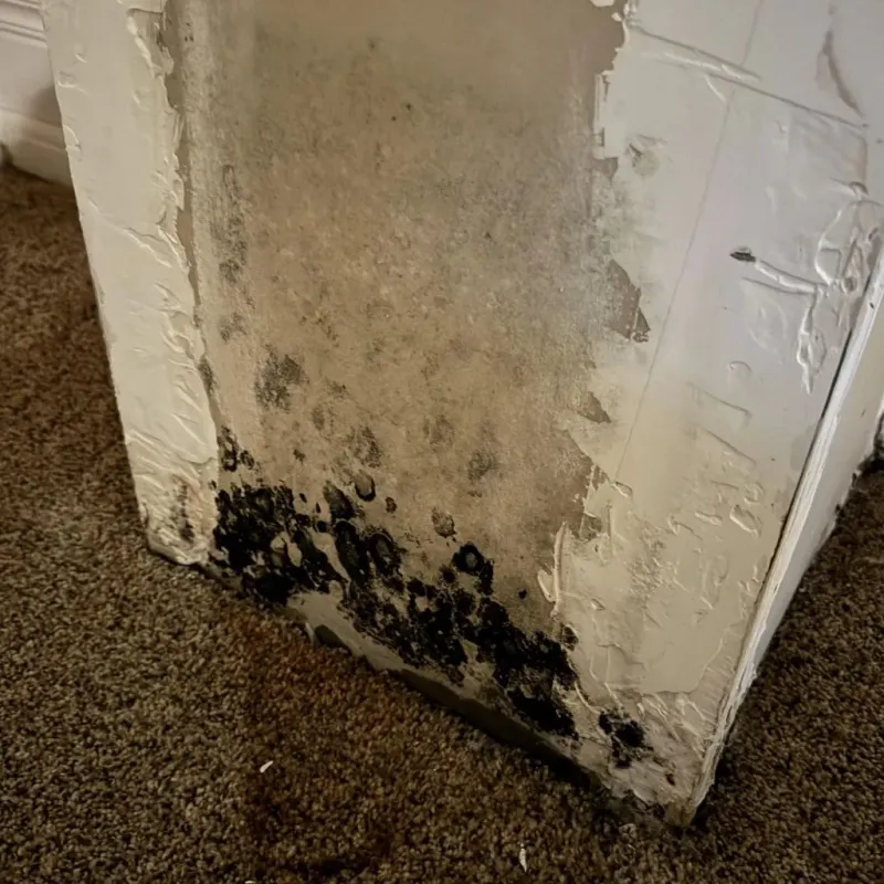 Professional Mold Removal in Tolland, CT